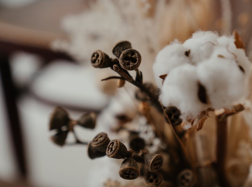 Image of Cotton Plant
